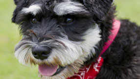 Dave: Over The Rainbow Toto