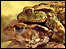Toads mating