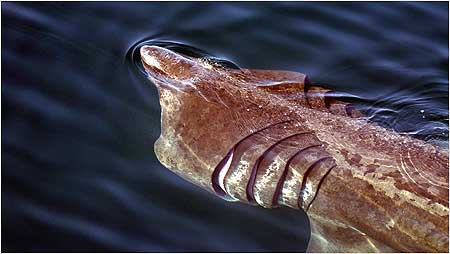 Basking Shark c/o Hebridean Wihale and Dolphin Trust