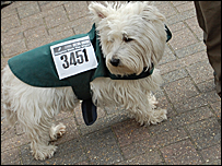 A terrier walking the wight