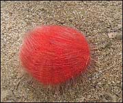 Red sea urchins