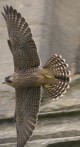 A peregrine falcon. © Ross Lawford