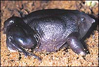 अनोखा मेंढक