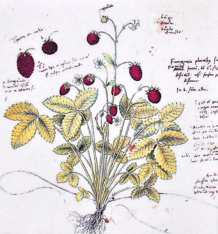 Fragaria vesca drawing