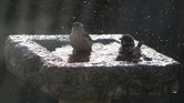 Bird Bath
