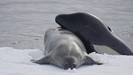 An orca drags a seal into the water to drown it