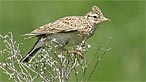 Skylark. Photo: Ken Bray