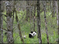 ज़ियांग-ज़ियांग