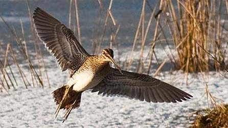 A snipe in flight by Tim Jones