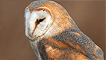 A barn owl perched by Kev Lewis