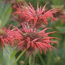 Monarda didyma
