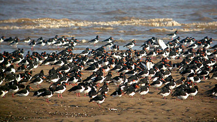 Oystercatchers on the Dee Estuary
