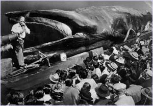 Jonah the Giant Whale - with thanks to Mick Sanders and Pat in Doncaster