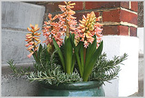 Pot with hyacinths
