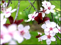 Pink blossom, photograph by Martin Barber