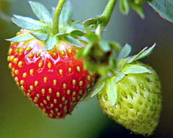strawberry