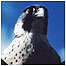 Woodlands (Peregrine Falcon)