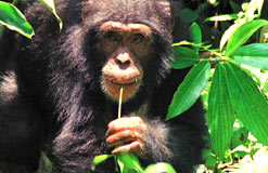 A chimpanzee in the wild