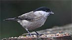 Marsh tit. Photo Moses Davies