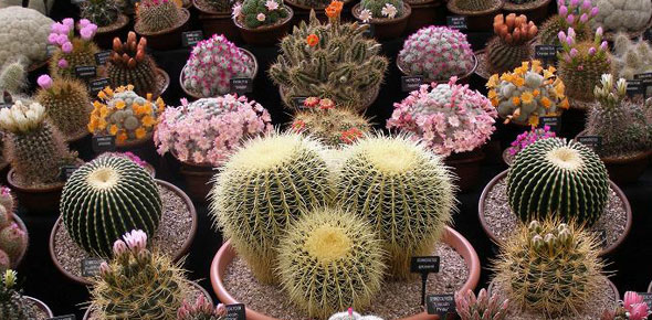 Southfield Cacti win the Lyn Downes Award for the Best Floral Marquee Exhibit