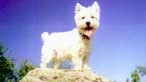 Gwenno, a special Westie