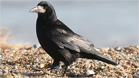 Rook c/o Margaret Holland