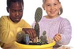 Plant cacti in a suitable bowl