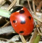Seven spotted Ladybird