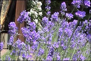 Linda Knight's Garden