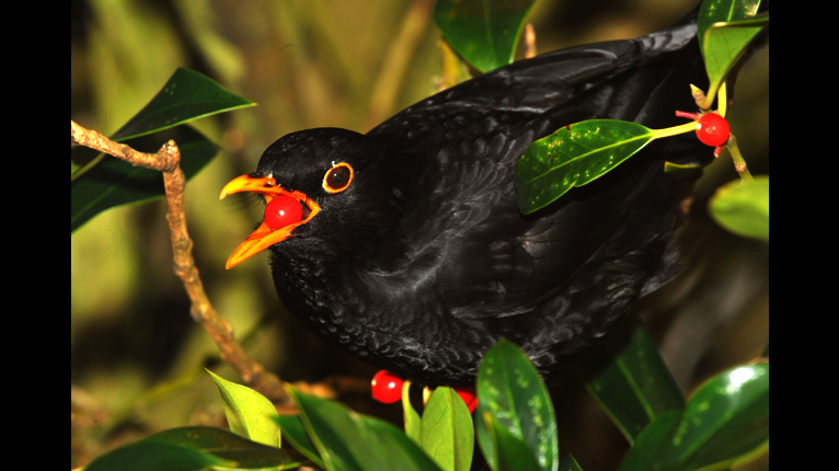 Lòn-dubh ag ithe dearcag