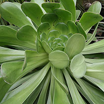 Aeonium arboreum