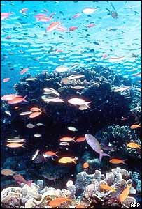 سمندری مونگے خلا سے انسانی آنکھ سے دنیاپر نظر آنے والی واحد چیز ہیں۔