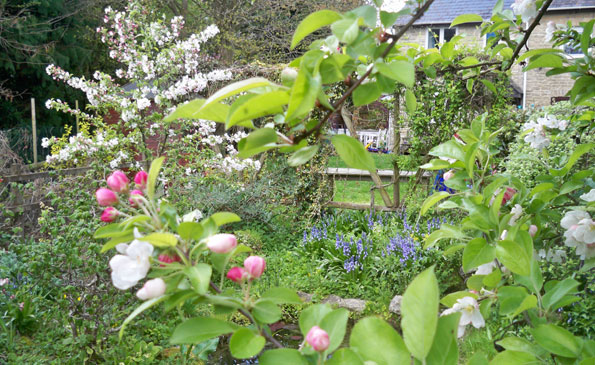 bluebells and blossom