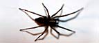 House spider
