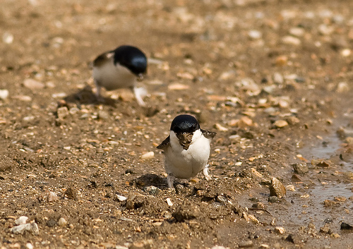 Housemartins collecting mud