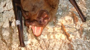 Greater Noctule Bat by Popa-Lisseanu et al