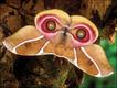 'Butterflies - Messages from Psyche', Philip Howse, Papadakis Publisher, London © Kirby Wolfe
