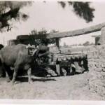 Water buffalo pumping water