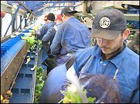 Migrant workers in England