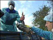 Romanya'da kümes hayvanı itlafı