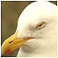 Herring Gull
