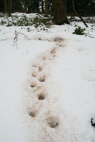 tracks by jonathan proud