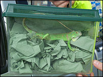 Iguana