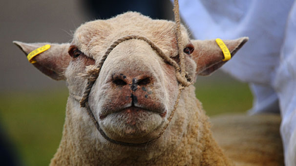 A fine example of the Charollais, a breed which originated in the Loire region of France.