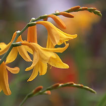 Crocosmia x crocosmiiflora 'Amberglow'