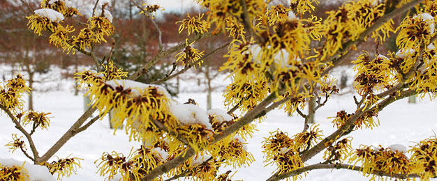 Hamamelis x intermedia'Pallida'