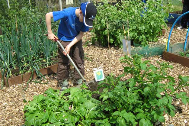 Weeding the allotment