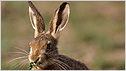 Hare c/o rspb Chris Gomersall