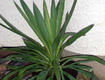 Yucca Gloriosa