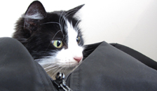 a cat in a bag